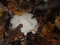 PA201599