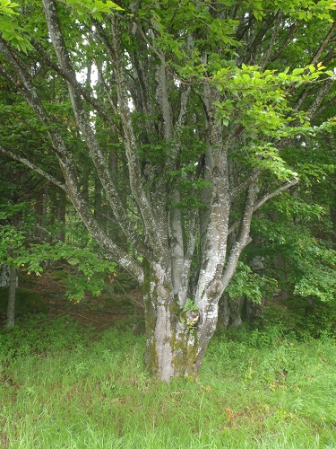 P6091111